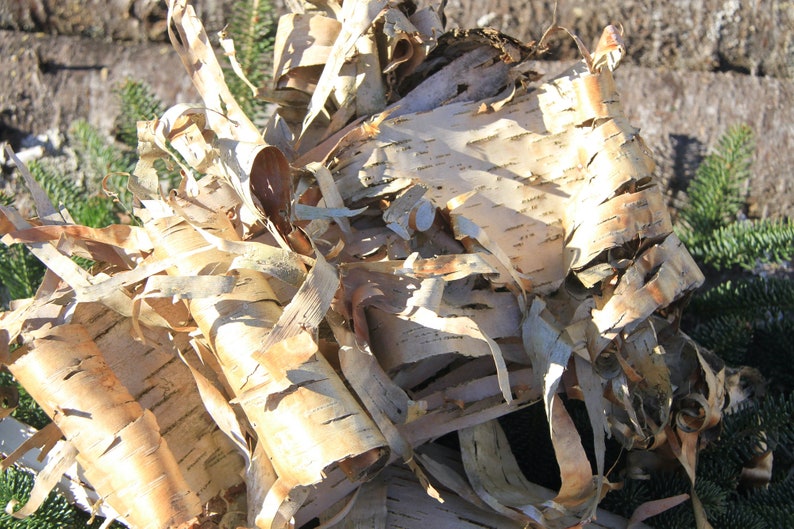 Curly birch bark pieces