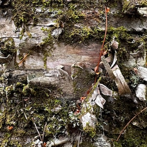 May include: Close-up of a tree trunk with peeling bark and green moss growing on it.