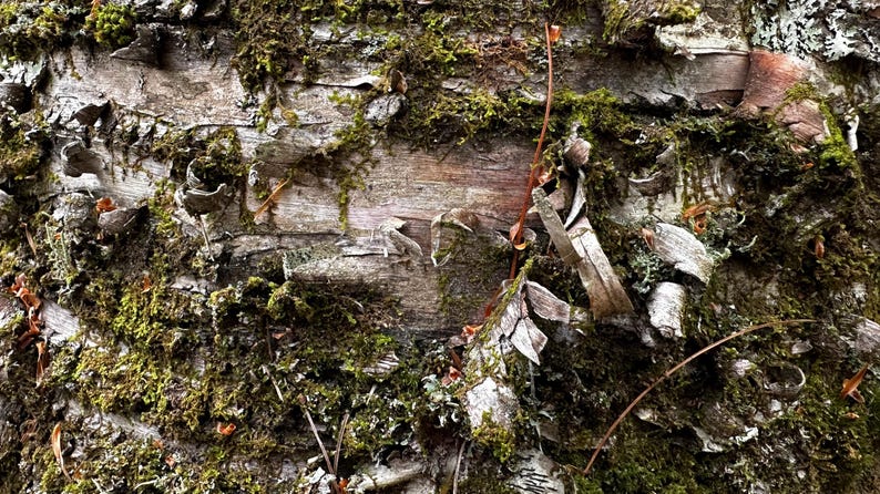 May include: Close-up of a tree trunk with peeling bark and green moss growing on it.