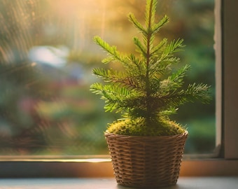 12-Inch Live Mini Christmas Tree — Potted Maine Balsam Fir for Small Spaces & Holiday Decor