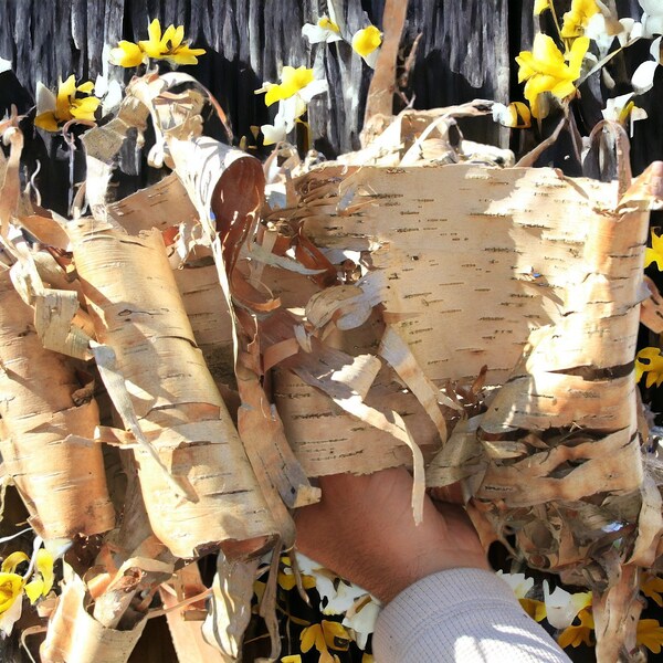 Organic Birch Bark 25 Pieces - Assorted Sizes Ideal for Crafts - Home Decoration - Firestarter - Outdoorsy Gift - Infusions & Oils