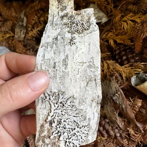 May include: A piece of birch bark with a natural white and brown color. The bark has a textured surface with a pattern of white lines and dark spots. The bark is covered in a white lichen with a delicate, branching pattern.