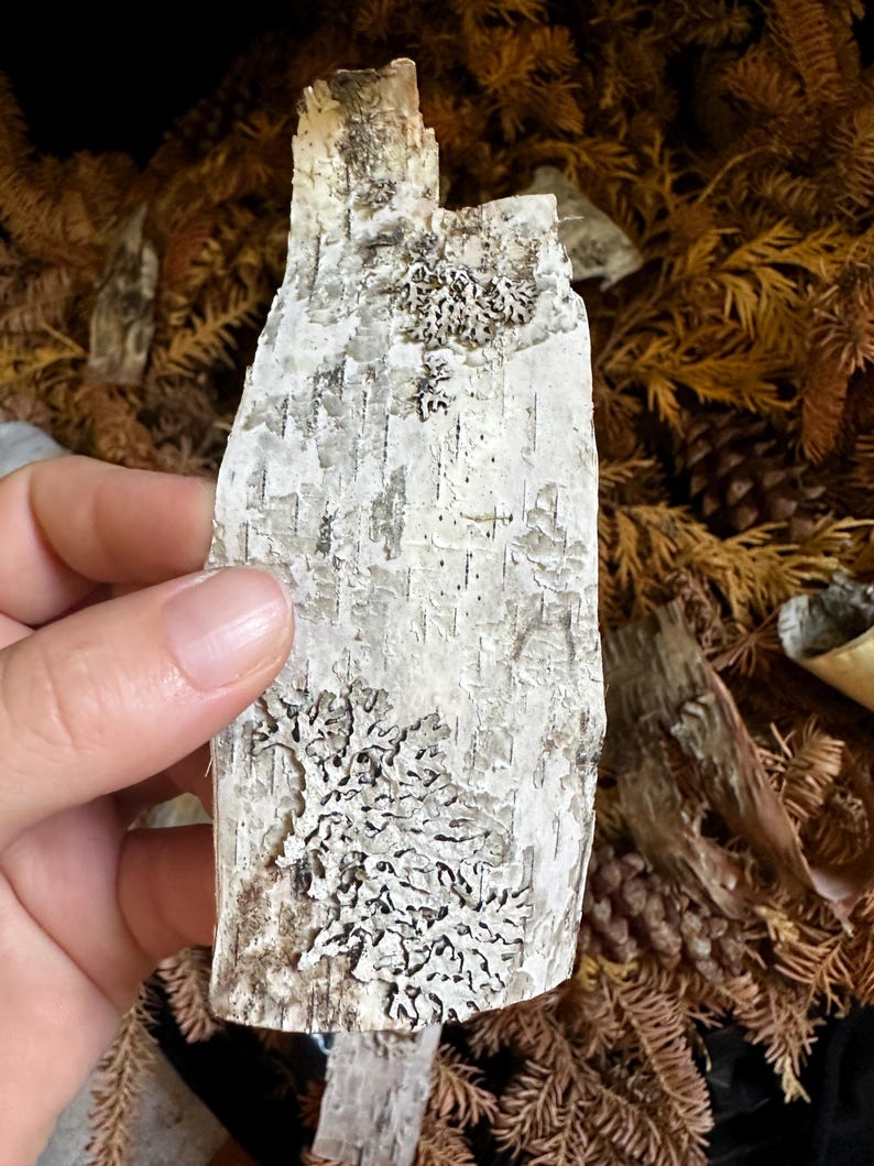 May include: A piece of birch bark with a natural white and brown color. The bark has a textured surface with a pattern of white lines and dark spots. The bark is covered in a white lichen with a delicate, branching pattern.
