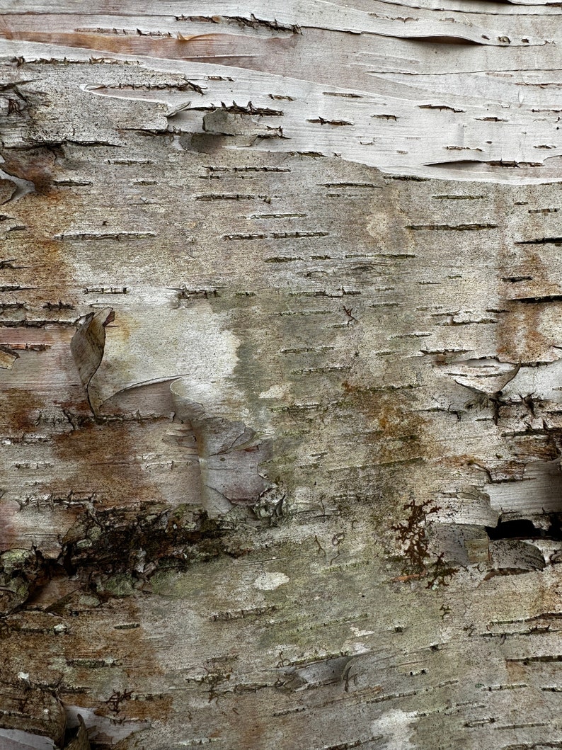 Birch Bark Digital Download 5 Birch Bark Paper Images DIY Craft Image ...