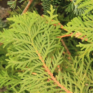 May include: Close-up of vibrant green and yellow-green evergreen foliage. The image highlights the detailed texture of the leaves and branches, showcasing the natural beauty of the plant. The leaves are a bright green color.