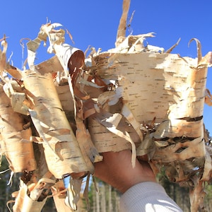 White Birch Paper - 10 Mini Birch Bark Pieces for Crafts - Artwork - Resin - Jewelry - Terrariums - Betula Pendula - Infusions & Oils