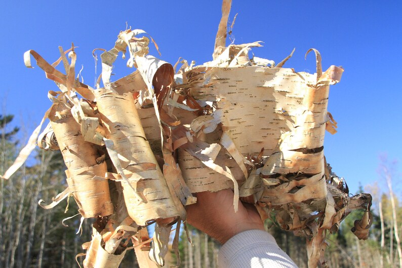 Birch bark ribbons