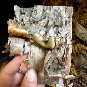 May include: A piece of birch bark with a natural, rustic texture. The bark is light brown and white with a layered, peeling appearance. The bark is slightly curled and has a few small holes.