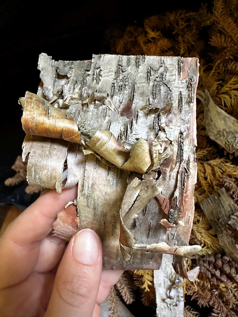 May include: A piece of birch bark with a natural, rustic texture. The bark is light brown and white with a layered, peeling appearance. The bark is slightly curled and has a few small holes.