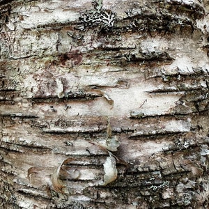 Birch Bark Digital Download - 5 Birch Bark Images - Digital Paper - DIY ...