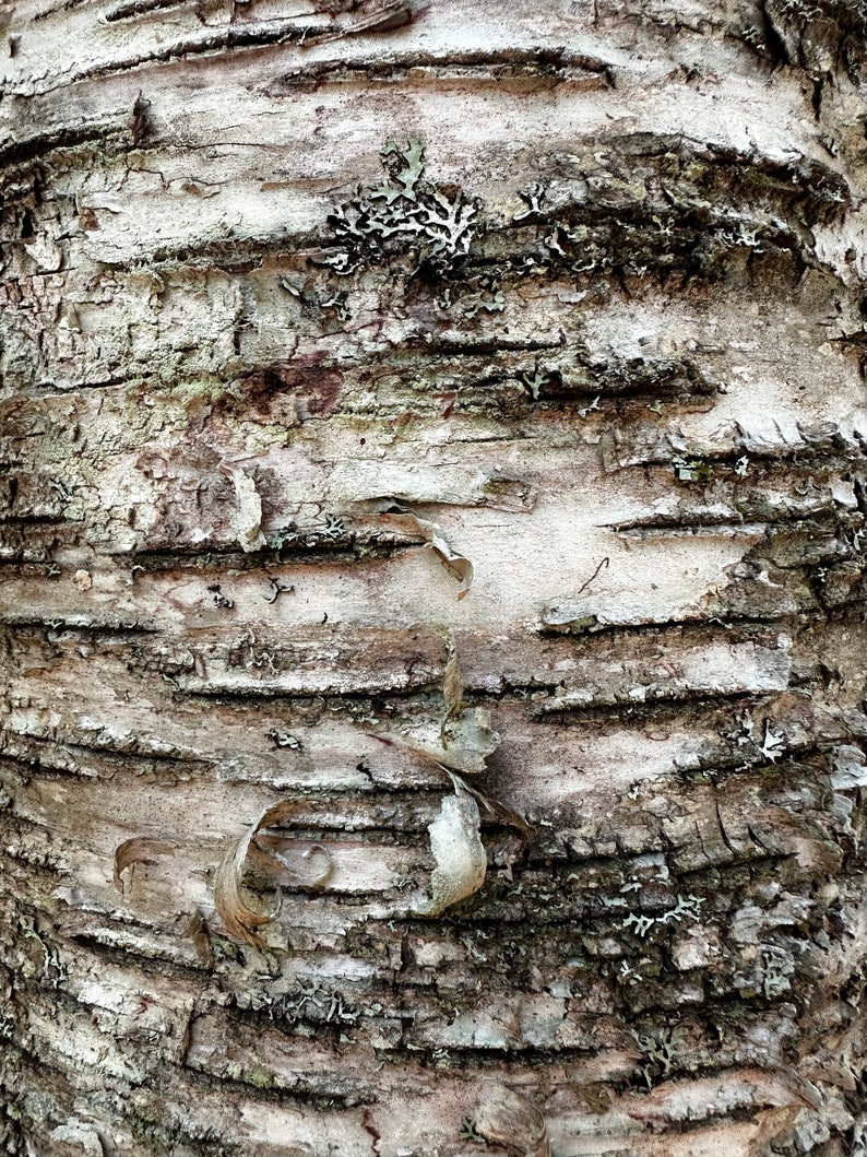 Birch Bark Digital Download 5 Birch Bark Paper Images DIY Craft Image ...
