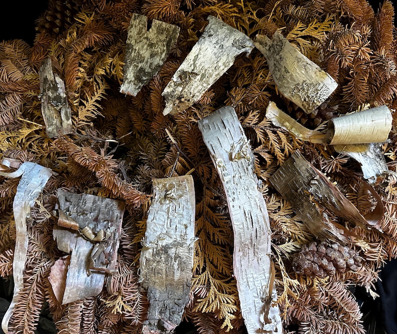 May include: A pile of brown and white birch bark pieces on a bed of dried brown foliage. The bark is in various shapes and sizes, some curled and some flat.