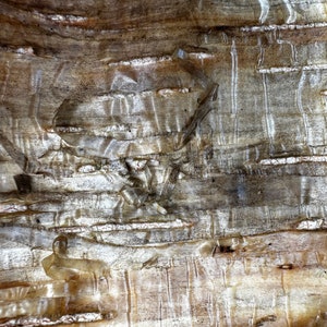 May include: Close-up of a light brown tree bark with a textured, layered surface. The bark has a natural, organic look with a light brown and white color scheme.