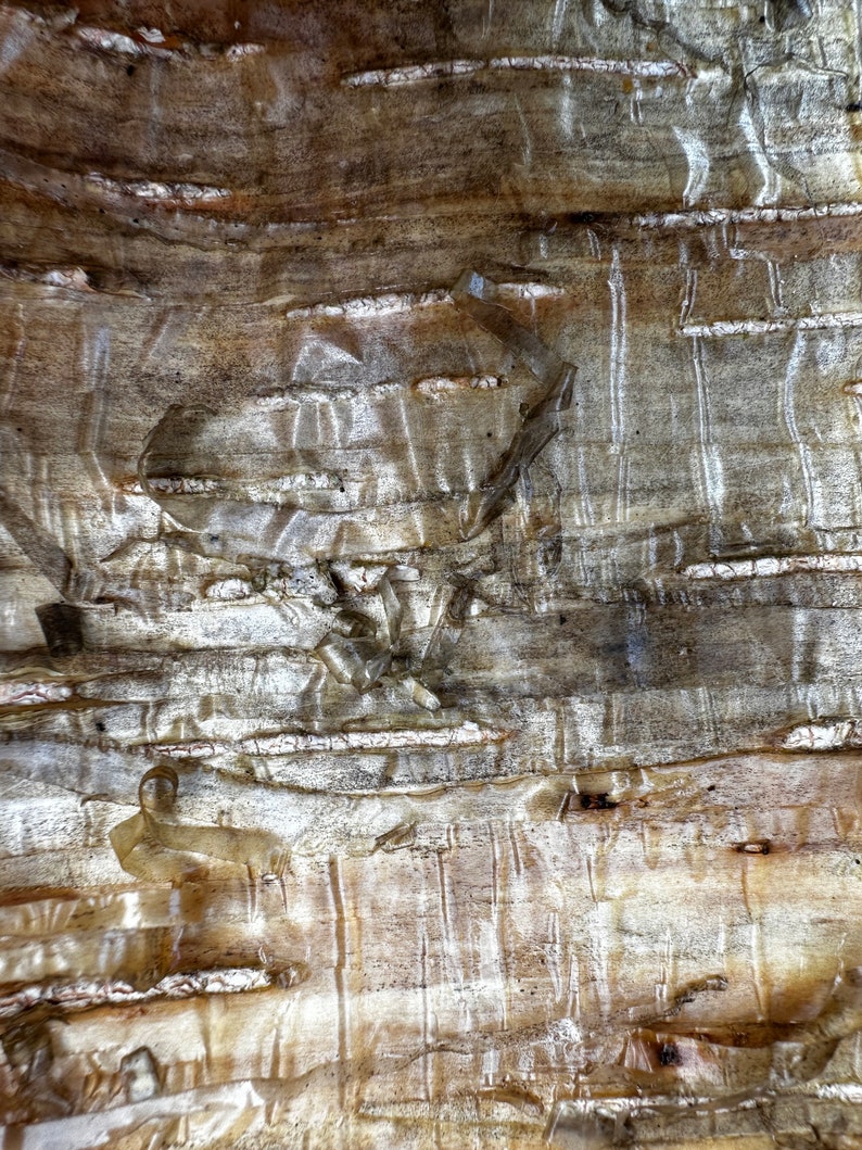 May include: Close-up of a light brown tree bark with a textured, layered surface. The bark has a natural, organic look with a light brown and white color scheme.