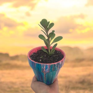 Jardinière 4" en terre cuite peinte | cache-pot | bleu rose | jardin | maison | décoration de patio | succulent | cactus | jade