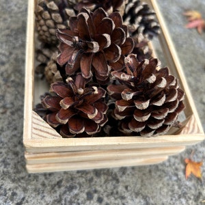 Pinecones - small