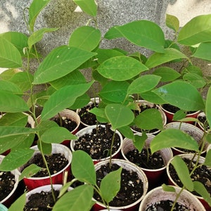 1 Rare Seedling El Bumpo Cherimoya Tree App 10-14”