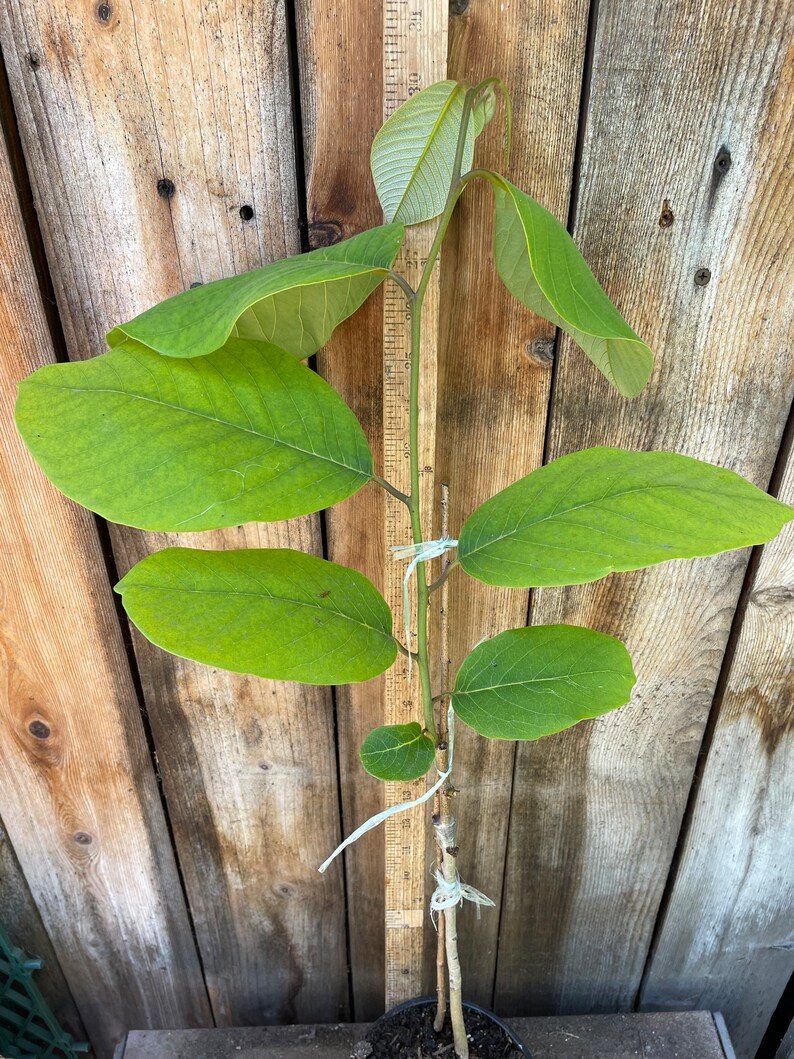 Sale 1 Grafted Annona Cherimoya Live Fruit Tree Ready to Grow Etsy