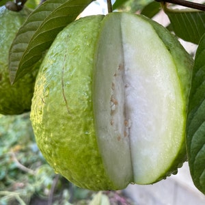 1 Thai Snow White Guava Seedling Fruit Tree Psidium Guajava Pearl Guava Tree App 14" 珍珠芭乐