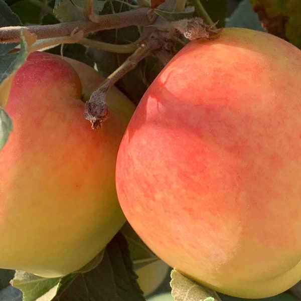 5 Anna Apple Stick STECKSTÜCKE mit Knospe zum PFLEGEN oder Pflanzen