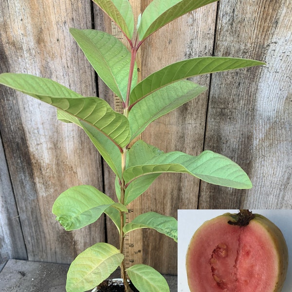 1 Pink Yellow Sweet Tropical Guava Psidium guajava Tree App 10-14"