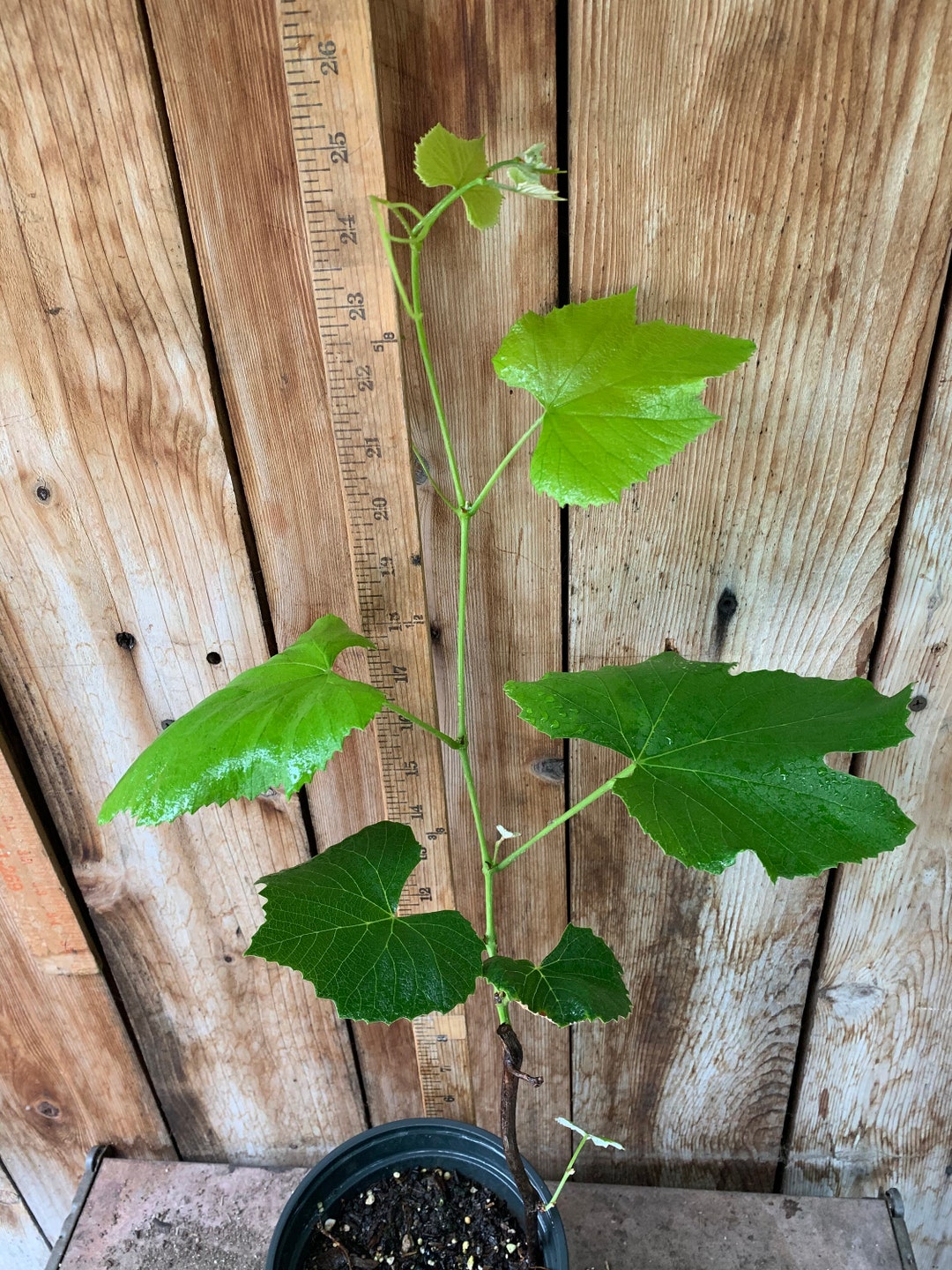 1 Red Wine Grape Vine Bare Root Vineyard Live Grape Vine, Ready to Grow Etsy