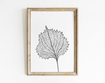May include: A black and white line drawing of a leaf with intricate veins, framed in a light wood frame.