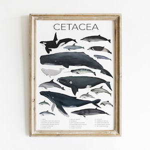 Ballena arte impresión océano cartel niños habitación decoración neutral vivero educativo cartel escuela sala pared arte ballena impresión científica imprimible animal