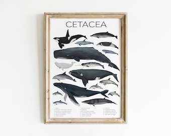 Whale Art Print Ocean Poster Kids Room Decor Neutral Nursery Educational Poster School Room Wall Art Whale Print Scientific Printable Animal