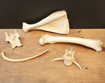 Box of Bones