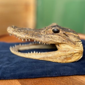 May include: A close-up of a preserved alligator head with its mouth open, revealing sharp teeth. The head is a light brown colour with a dark brown eye. The head is displayed on a dark blue velvet surface.