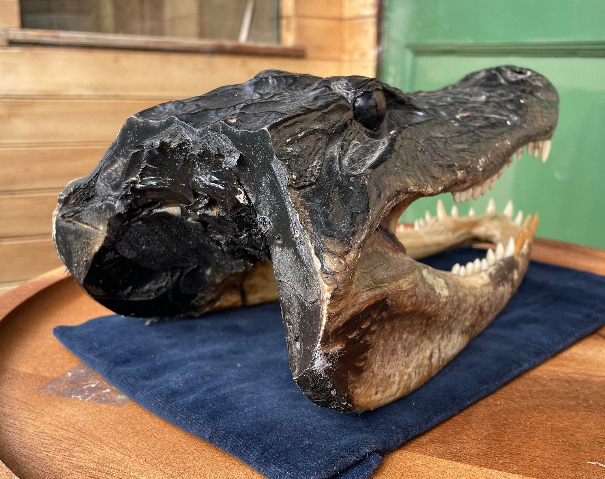 ワニ 頭骨 剥製 置物 ワニの頭部レプリカ剥製スタイル – ワニの頭蓋骨模型ディスプレイ