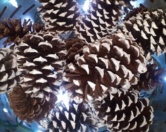 Half Dozen White Pearl Tipped Painted Pine Cones For Weddings, Ornaments, Crafts, Christmas & Holiday Decor