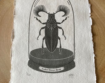 Feather Horned Beetle, Limited Edition Art Print, Handmade Art Print, Original, Entomology Print, Insects and Inverts, Curiosities, Beetle