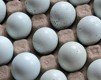 18 Celadon Quail Eggs w/ FREE shipping