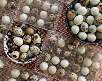 Fresh Quail Eggs - Three Dozen (36 eggs)