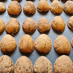 100 pieces walnut halves walnut shells autumn arrangement winter Christmas decoration handicraft gift decoration DIY