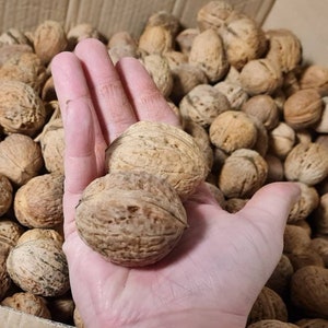 XXL walnut shells over 5 cm walnut halves walnut shells decoration handicraft autumn arrangement winter Christmas DIY gift decoration.