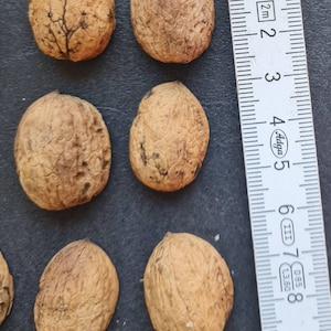 100 pieces SMALL walnut halves walnut shells decoration craft gift decoration Christmas arrangement