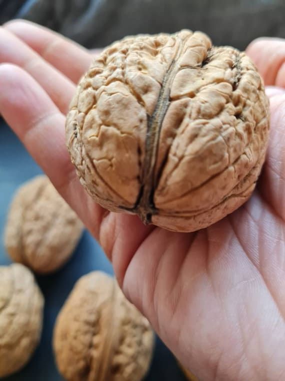 Gigantic XXL Walnuts 2025 Over 4.5 Cm to 7 Cm - Etsy
