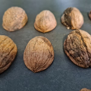 B-Ware 2nd choice walnut halves walnut shells autumn arrangement winter Christmas decoration handicraft gift decoration DIY