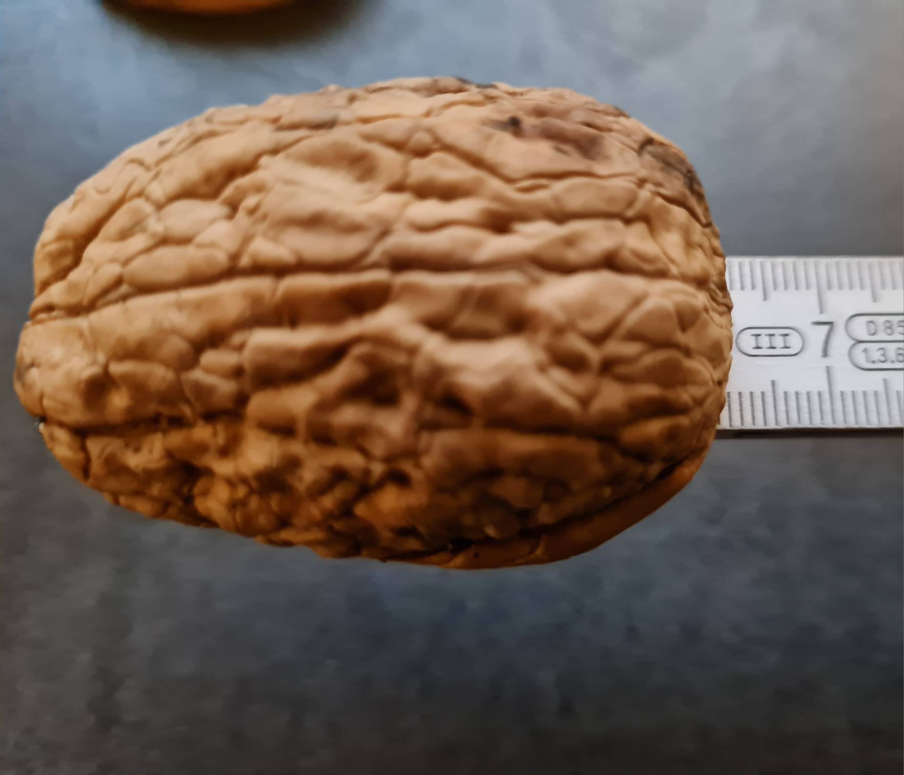 Gigantic XXL Walnuts 2025 Over 4.5 Cm to 7 Cm - Etsy