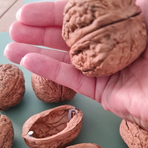 Op de afbeelding: Een close-up van een hand die een walnootschelp vasthoudt. Verschillende andere walnootschelpen liggen verspreid op een blauw oppervlak.