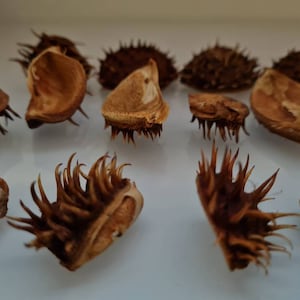 Könnte beinhalten: Eine Sammlung brauner, stacheliger, getrockneter Samenkapseln. Die Kapseln sind geöffnet und zeigen das Innere des Samens.