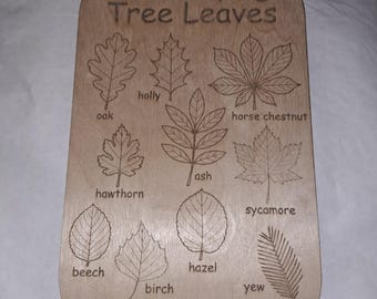 Wooden UK Leaf Idenfication Chart 290mm by 190mm by 3mm thick  for home learning and forest schools
