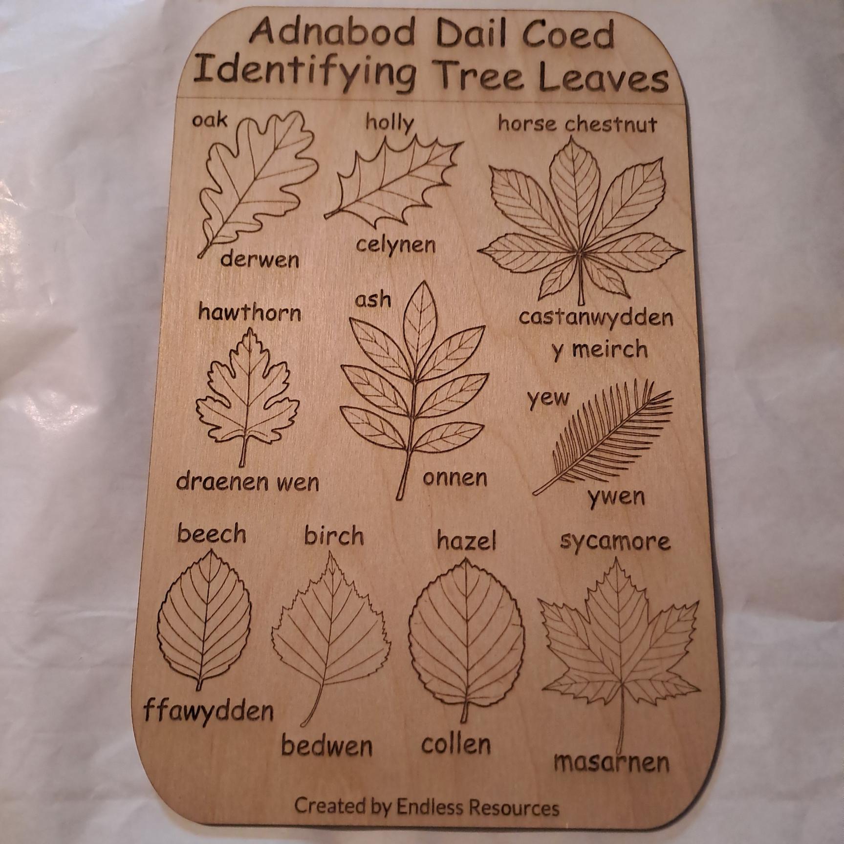 Wooden UK Minibeast Idenfication Chart 290mm by 190mm by 3mm Thick for ...