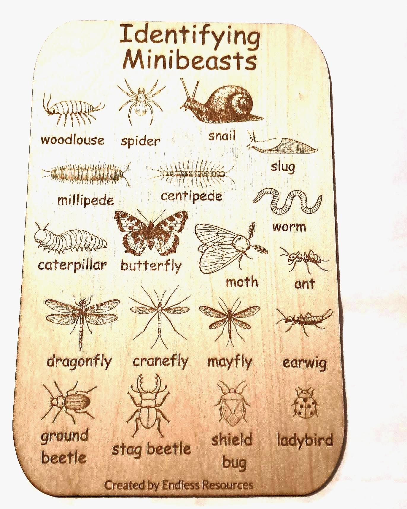 Wooden UK Minibeast Idenfication Chart 290mm by 190mm by 3mm Thick for ...