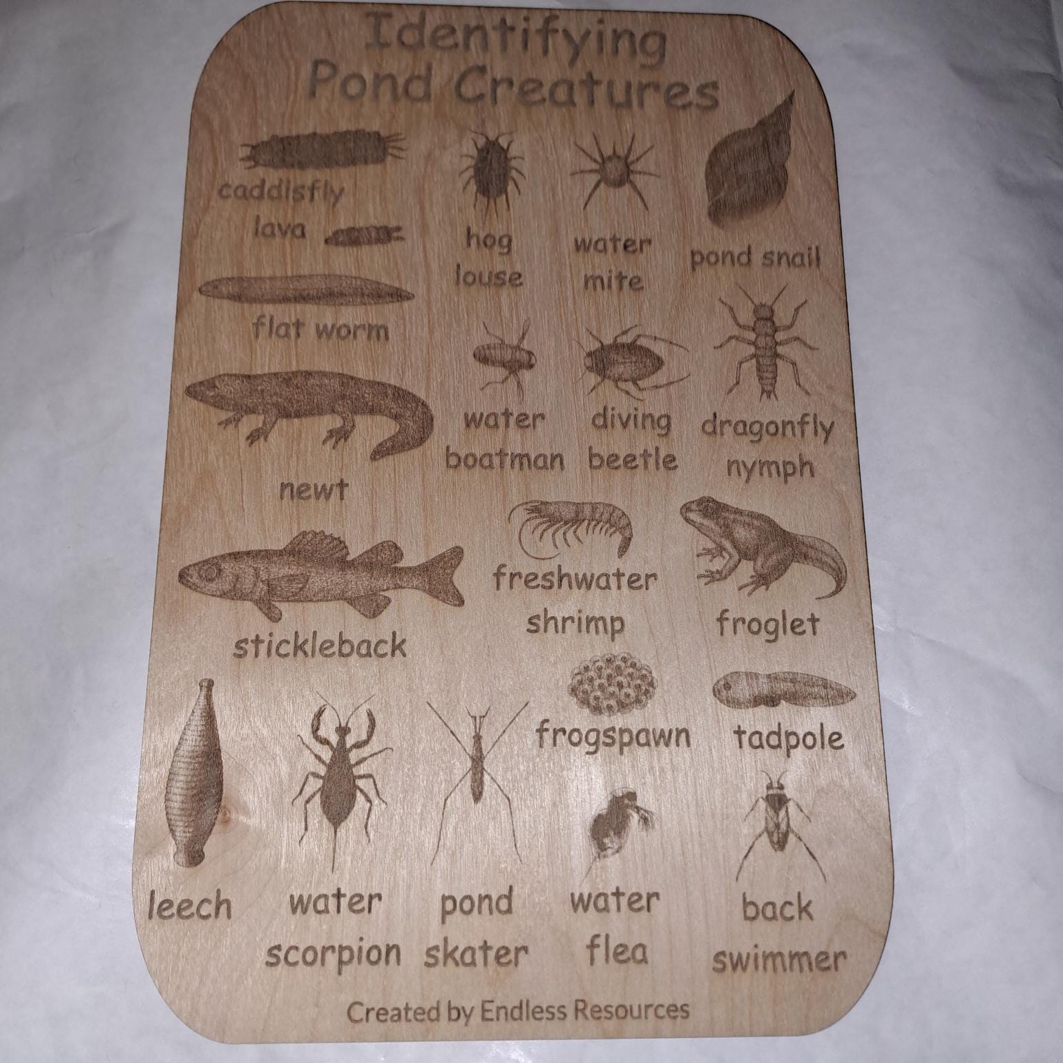Wooden UK Minibeast Idenfication Chart 290mm by 190mm by 3mm Thick for ...