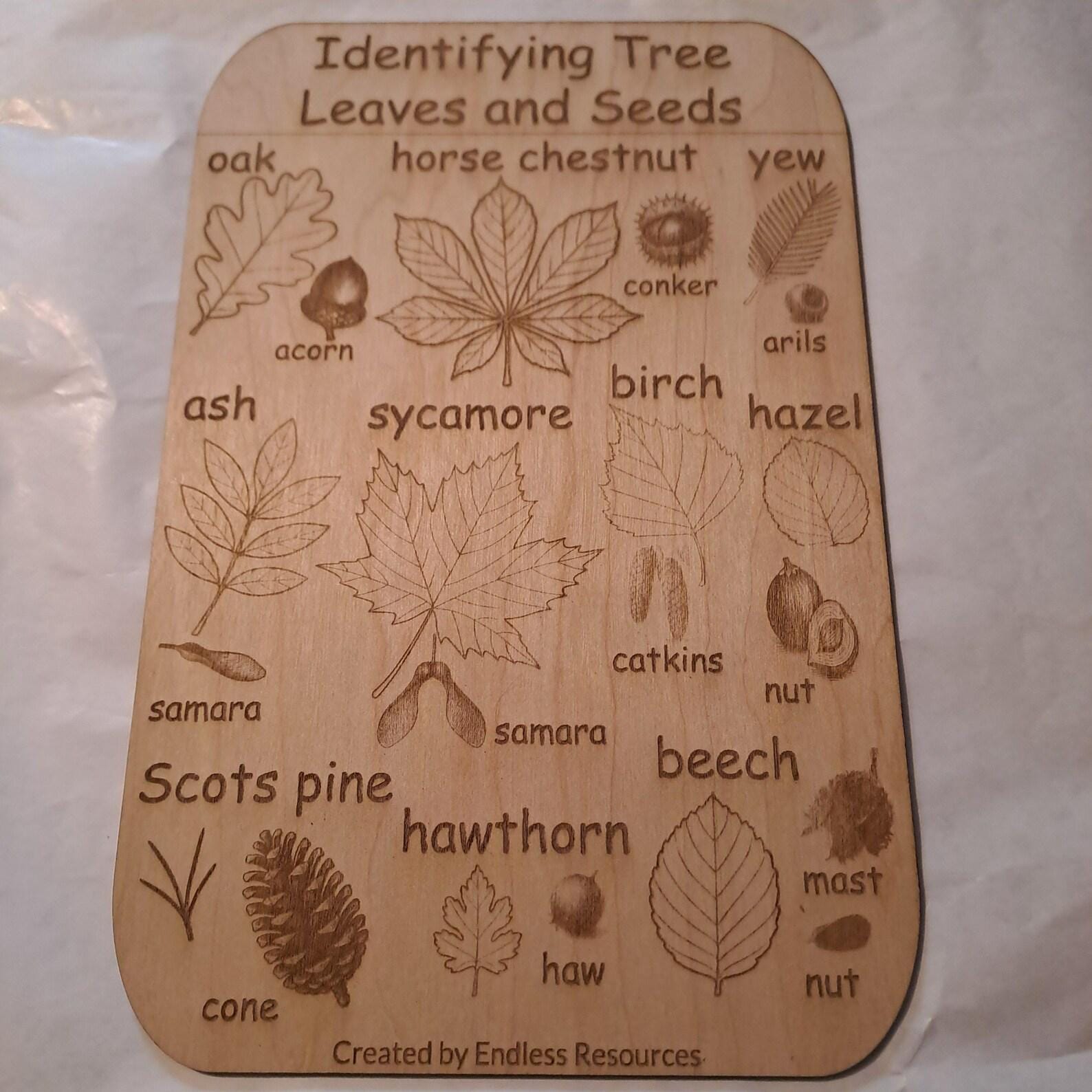 Wooden UK Minibeast Idenfication Chart 290mm by 190mm by 3mm Thick for ...