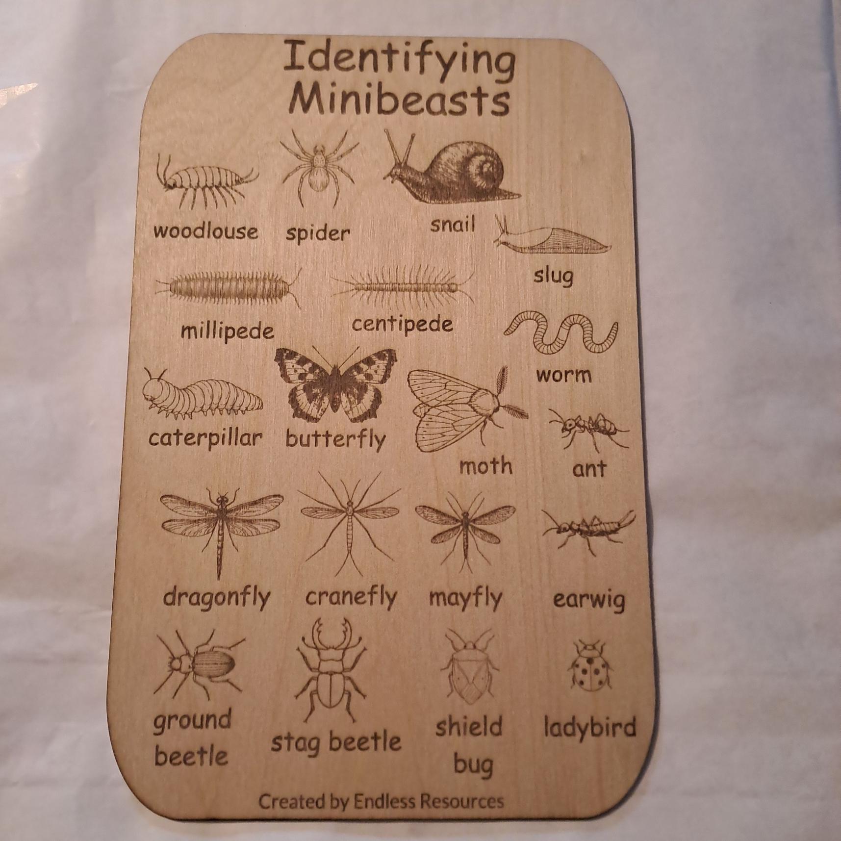 Wooden UK Minibeast Idenfication Chart 290mm by 190mm by 3mm Thick for ...